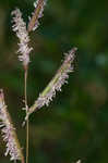 Saltmeadow cordgrass